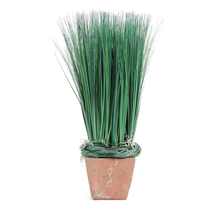 Onion Grass