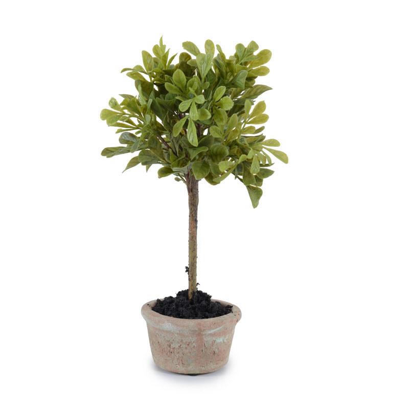 Mini-Boxwood Topiary