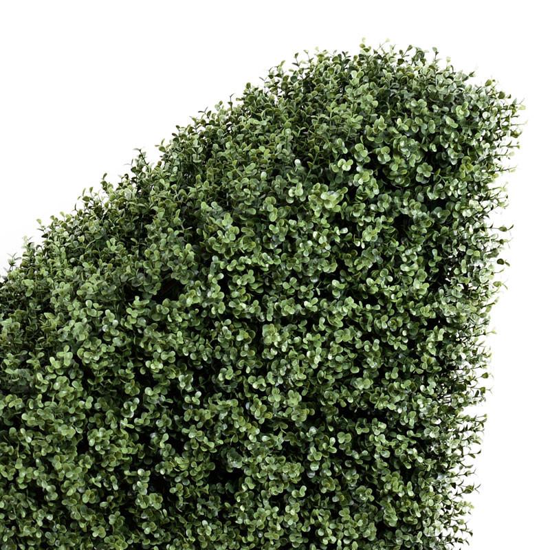 Boxwood Hedge, Transition - New Growth Designs