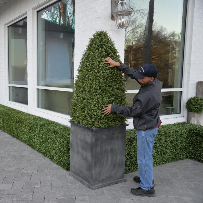 Boxwood Large Obelisk