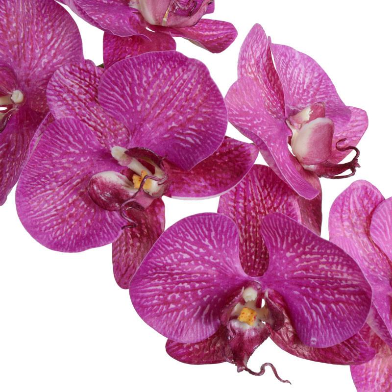 Phalaenopsis Flowerscapes