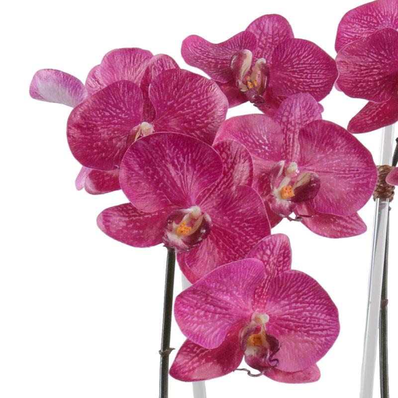 Phalaenopsis Orchid