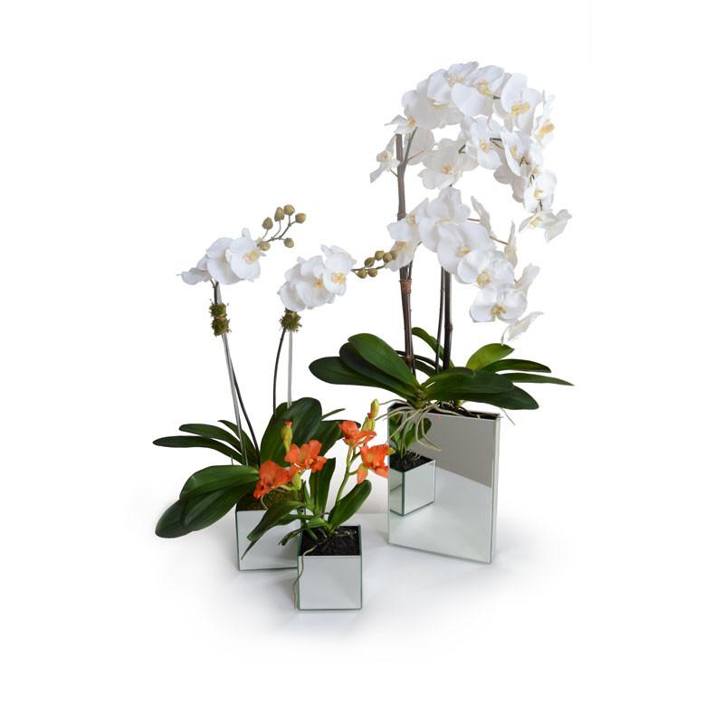 Cattleya Orchid - New Growth Designs