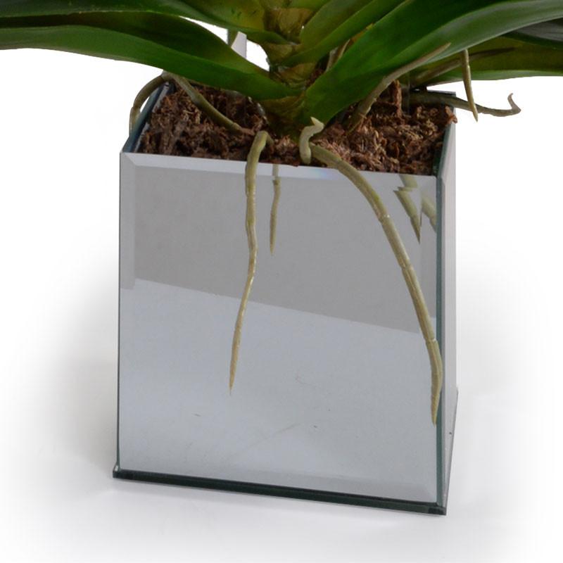 Phalaenopsis Orchid in Mirror Container
