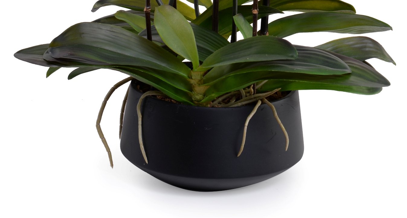 Phalaenopsis Orchid Centerpiece