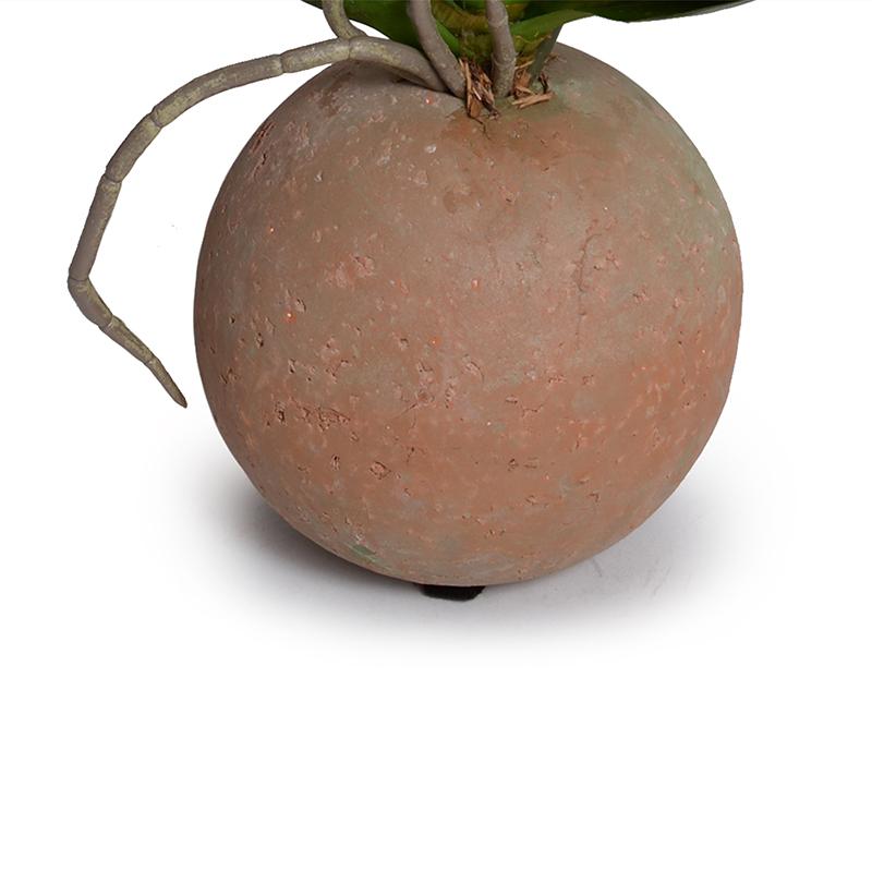 Phalaenopsis Orchid in Terracotta Ball Pot