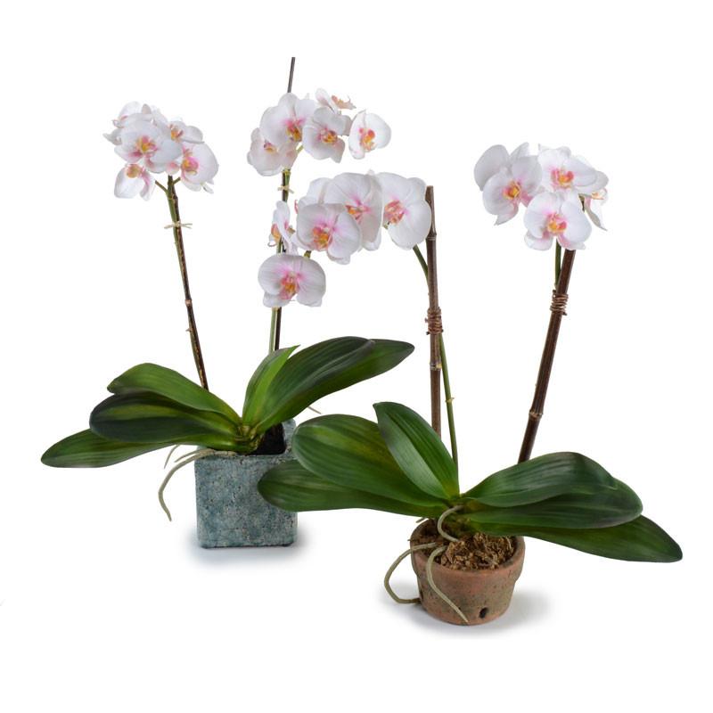 Phalaenopsis