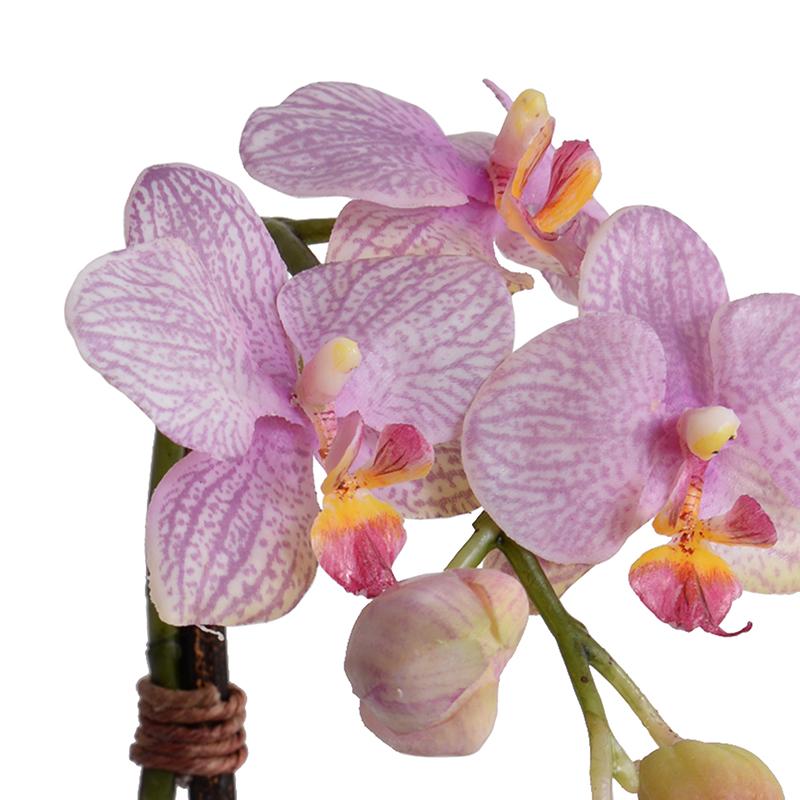 Phalaenopsis Orchid