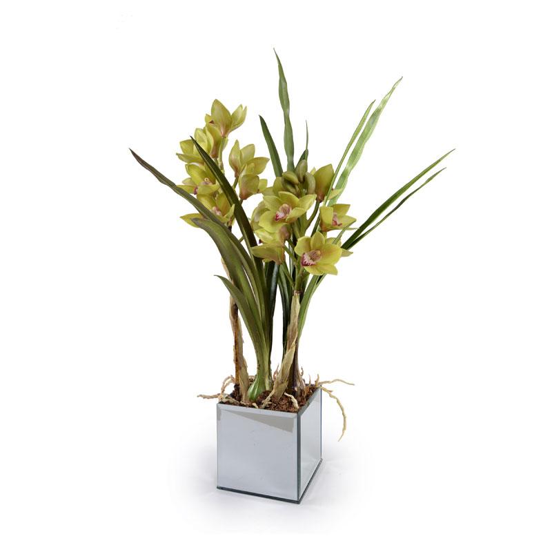 Cymbidium Orchid - New Growth Designs
