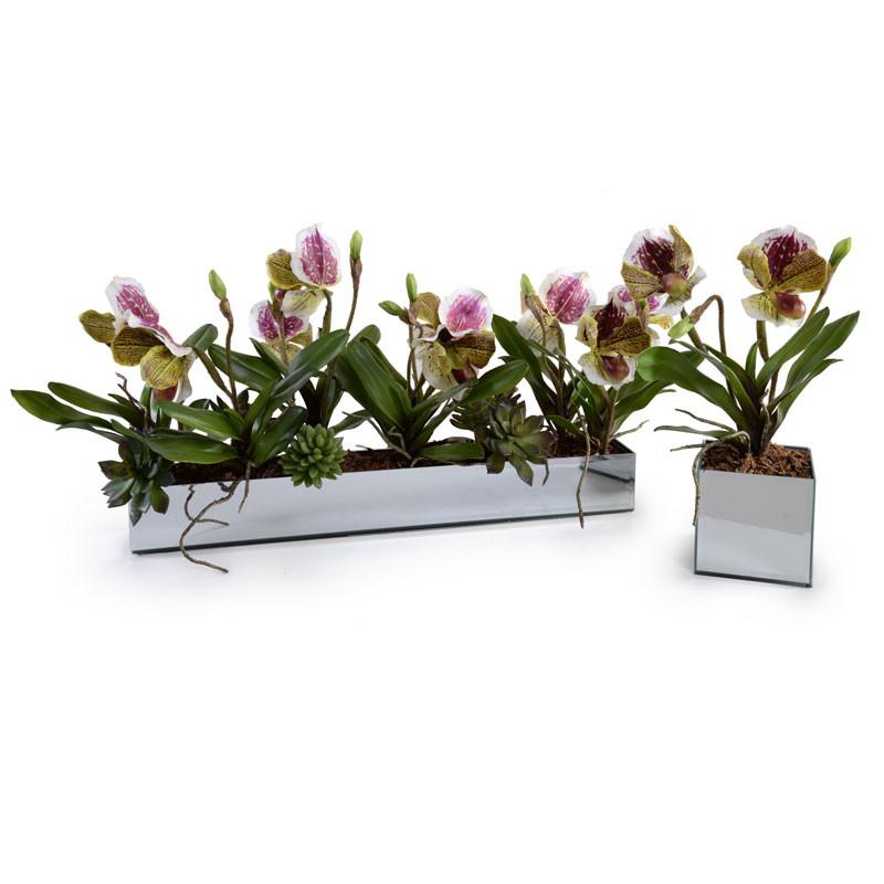 Lady's Slipper Orchid