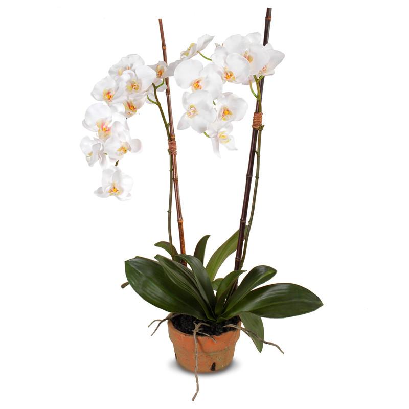 Phalaenopsis Orchid