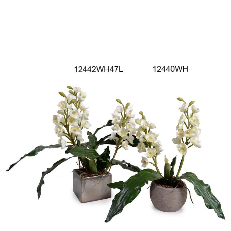 Lycaste Orchid plants