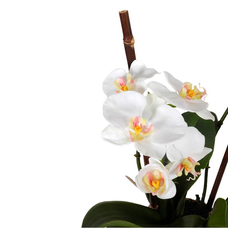 Phalaenopsis Orchid (Duplicate)