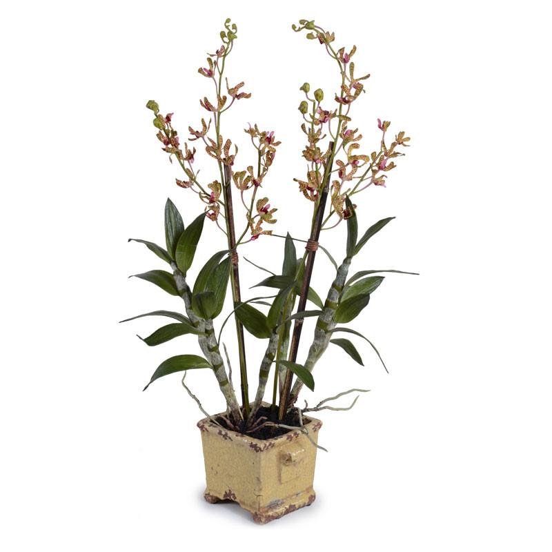 Dendrobium Orchid - New Growth Designs