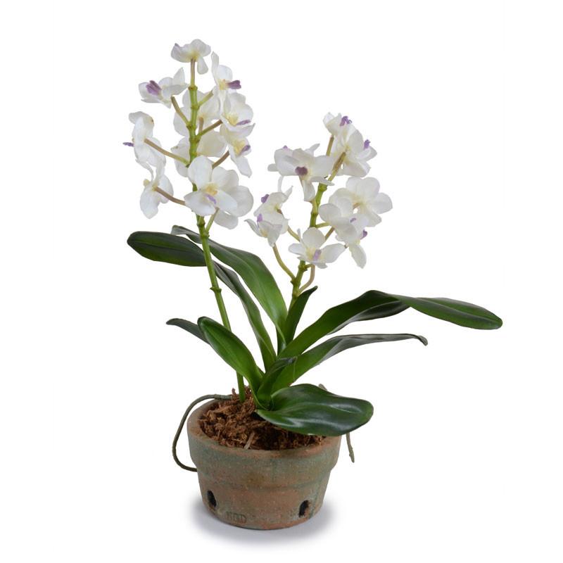 Small Vanda Orchid
