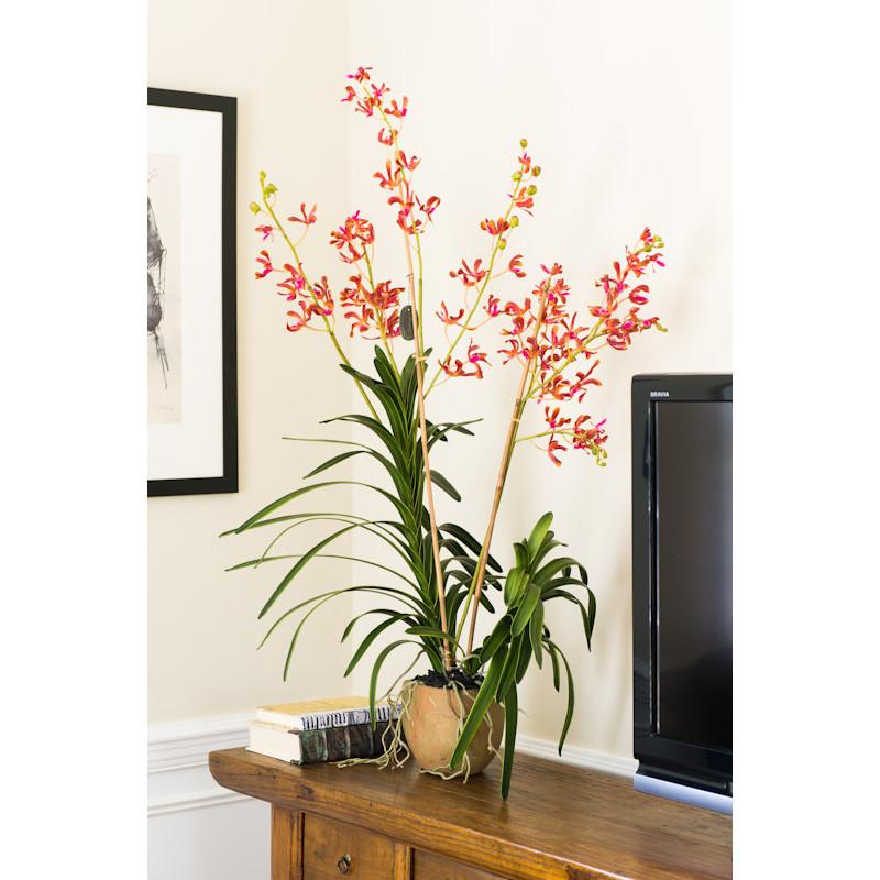 Vanda Orchid