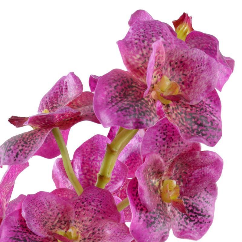 Vanda Orchid