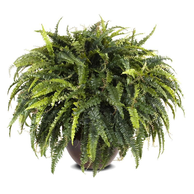 Forest Fern - New Growth Designs