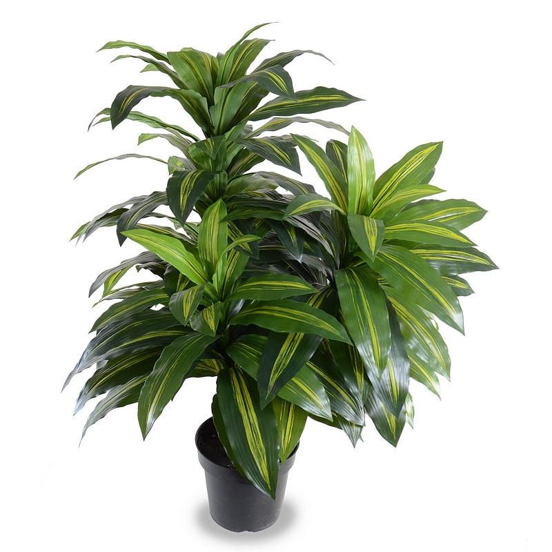 Dracaena Plant, 48" - New Growth Designs