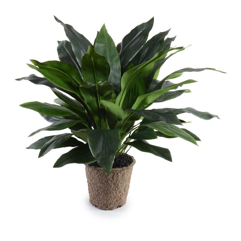 Aspidistra Plant, 36" - New Growth Designs