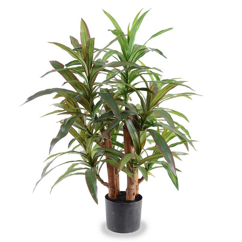 Dracaena Plant, Red-green 36" - New Growth Designs