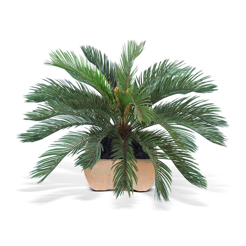 Cycas Palm - New Growth Designs