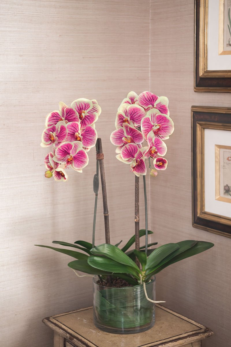 Phalaenopsis Leaf It