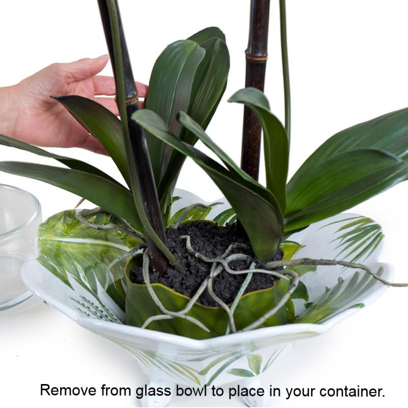 Phalaenopsis Leaf It (Duplicate)