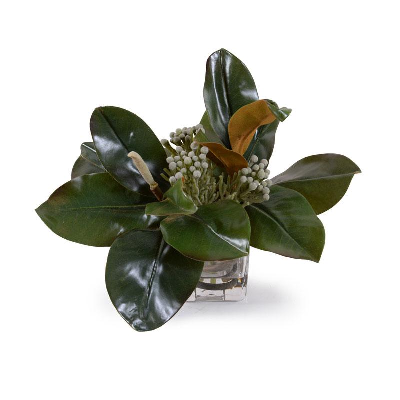 Magnolia, Silver Brunia