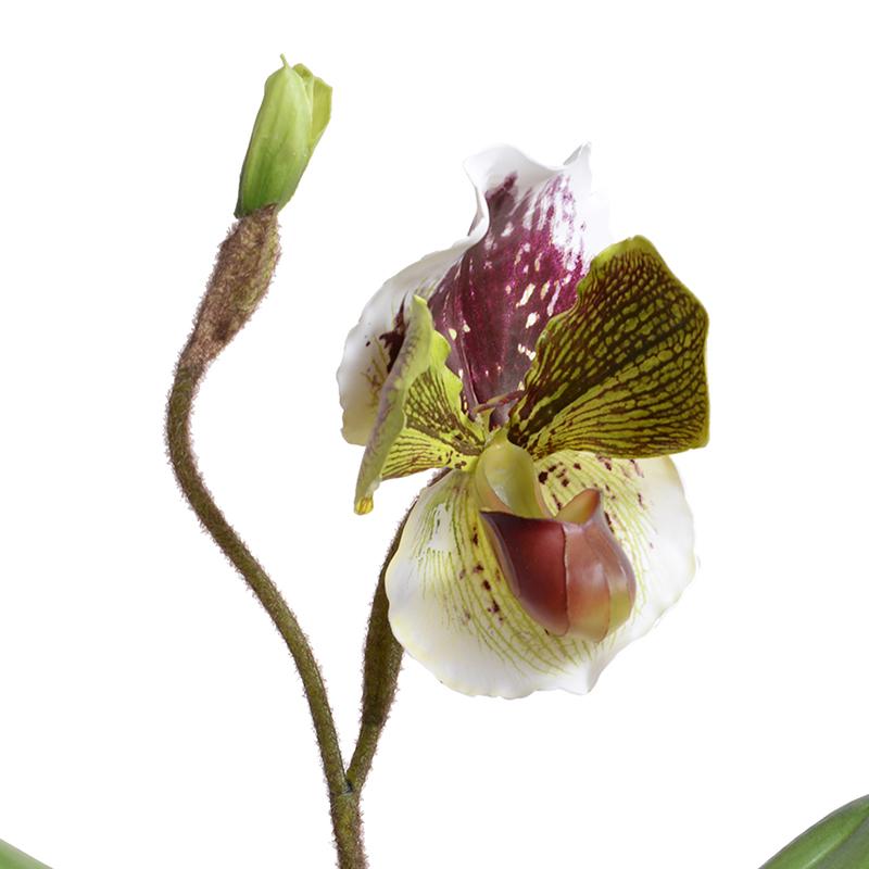 Single Lady's Slipper Orchid