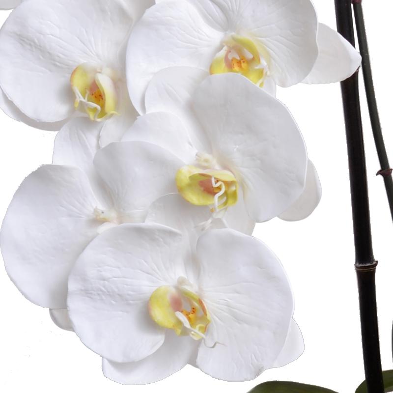 Phalaenopsis Leaf It