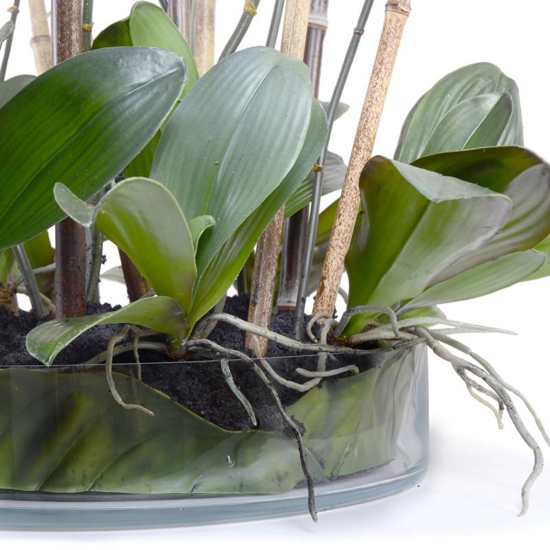 Phalaenopsis Leaf It Orchid