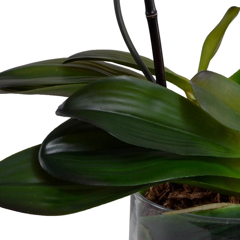 Phalaenopsis Leaf It