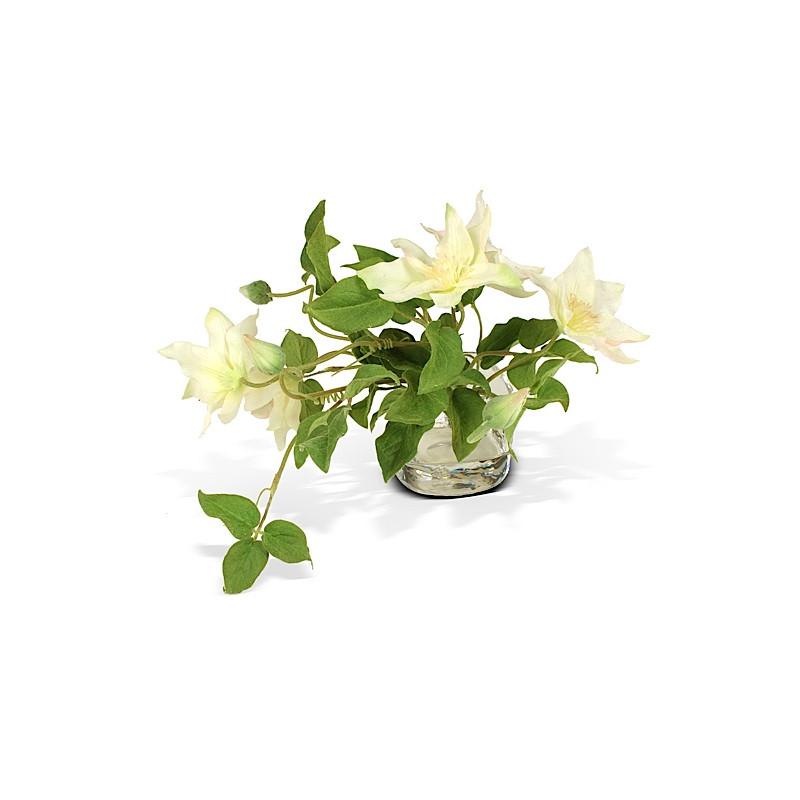 Clematis Vine Cutting - New Growth Designs