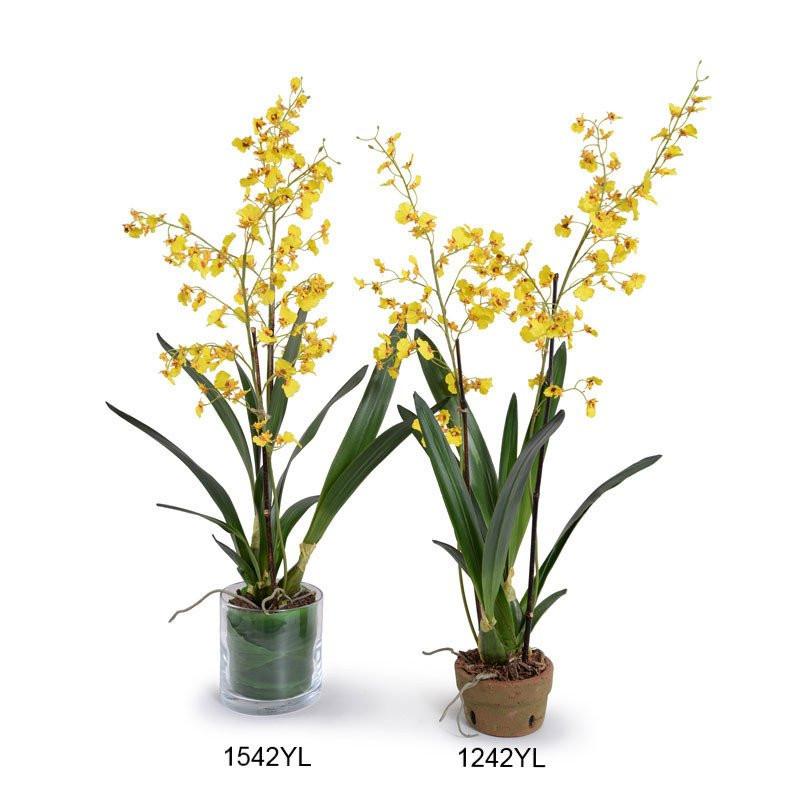 Oncidium Orchid