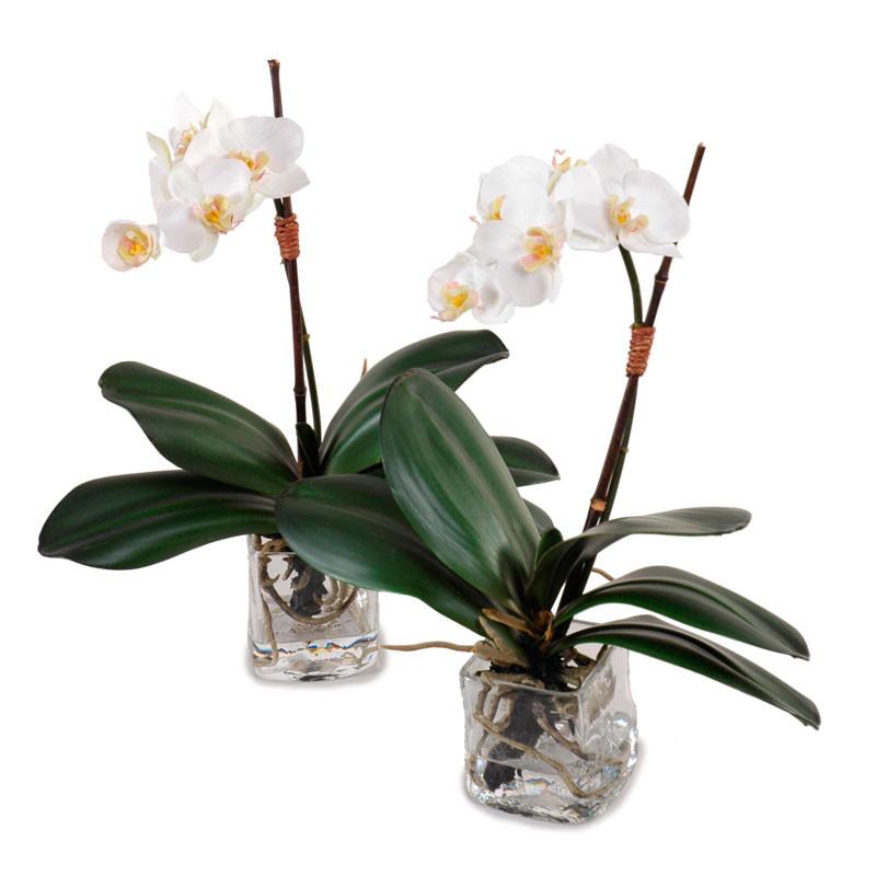 Phalaenopsis Orchid