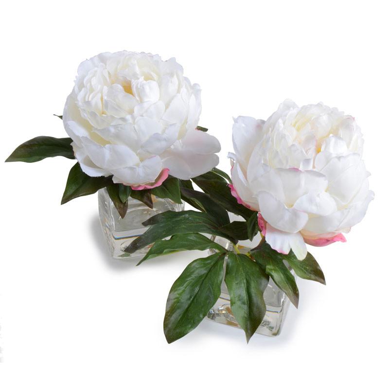 Peony Cutting, White