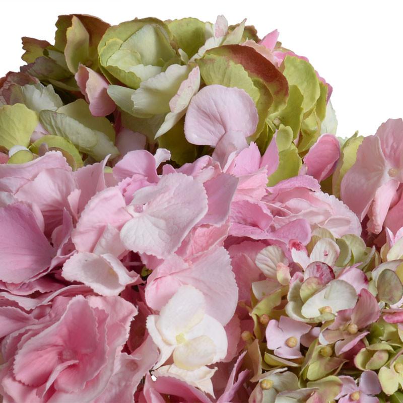 Hydrangea Arrangement - New Growth Designs