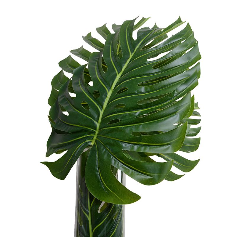 Large Monstera Leaf in Glass Cylinder