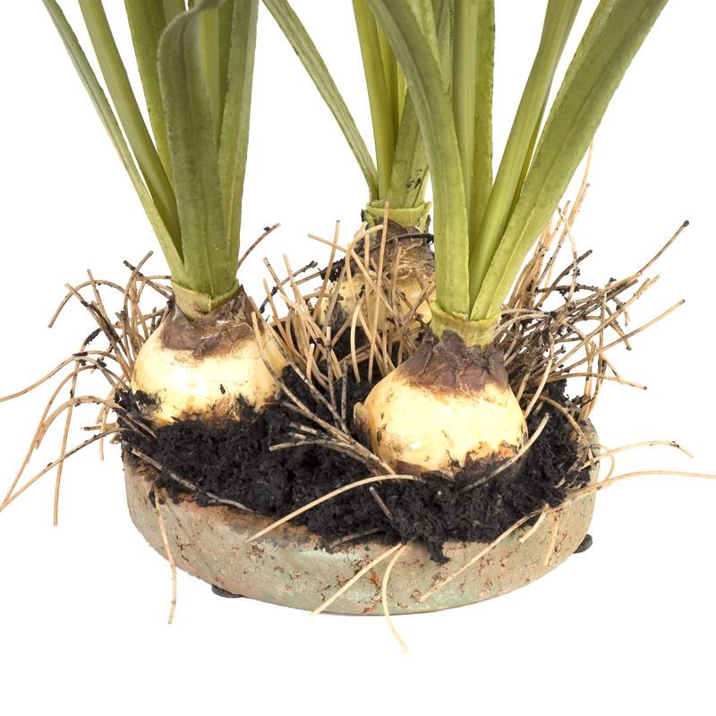 Paperwhite Narcissus