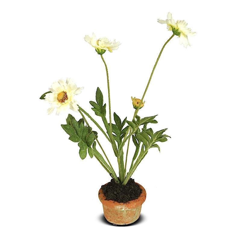 Coreopsis Mini pot - New Growth Designs