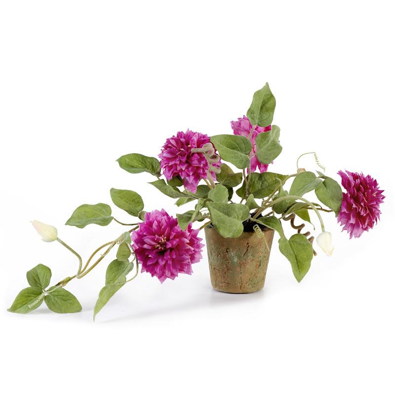 Clematis - New Growth Designs