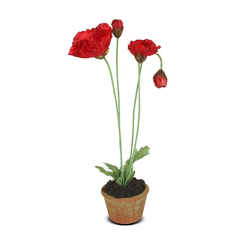 Poppy Plant (Duplicate)