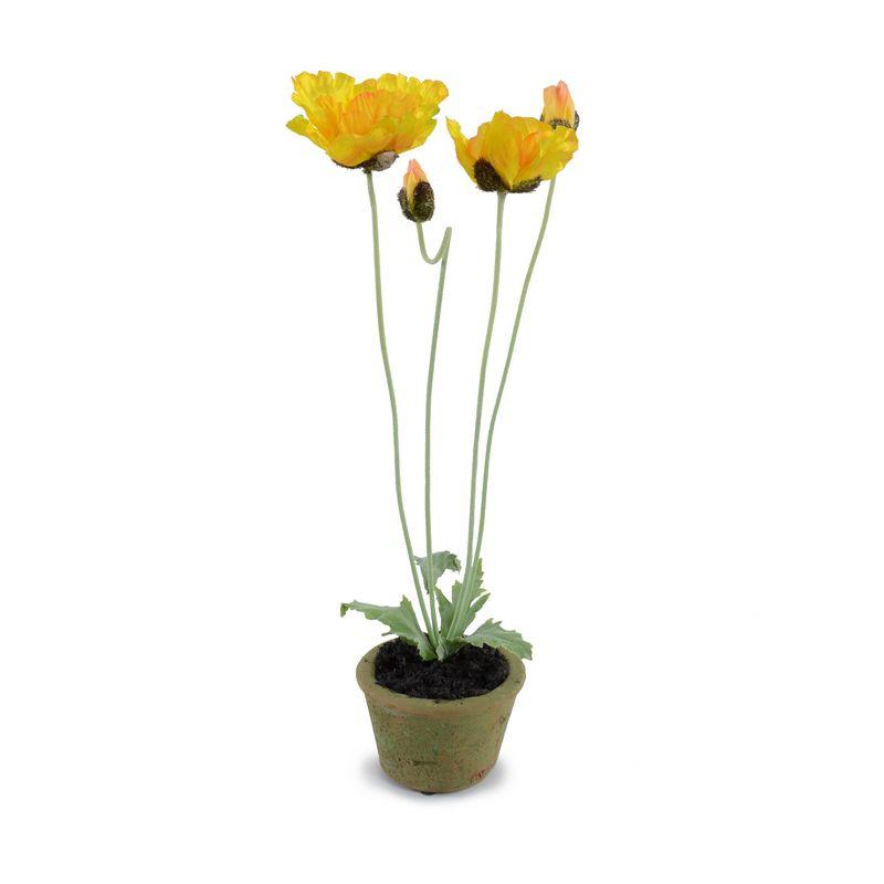 Poppy Plant
