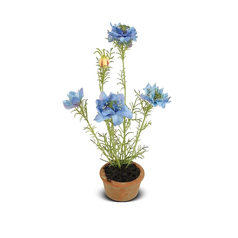 Nigella Mini Pot