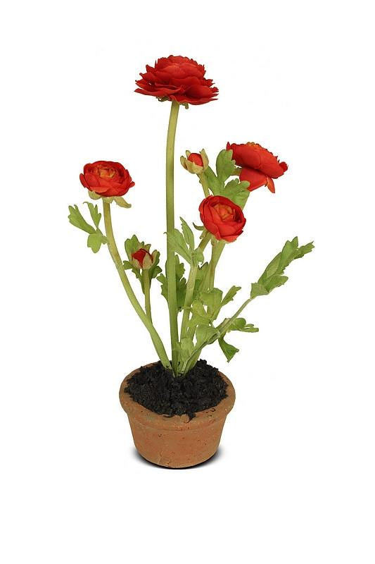 Ranunculus mini pot, Dark orange
