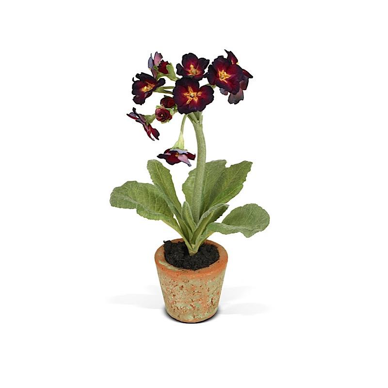 Mini-Pot - Primula
