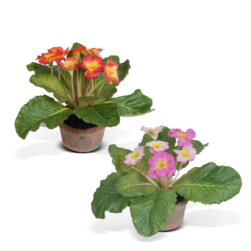 Primula mini pot
