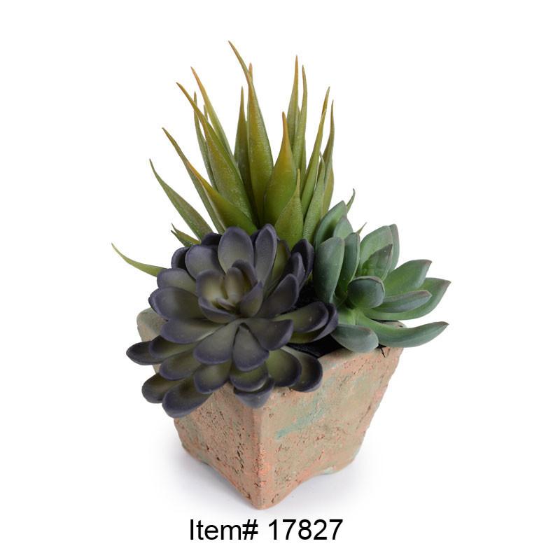 Succulent, Sm. Pachyphytum 16"