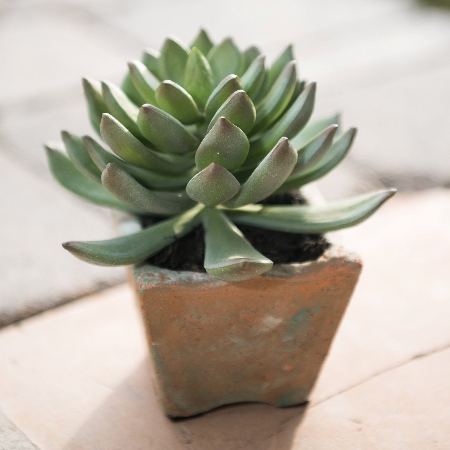 Succulent-Pachyphytum Potted